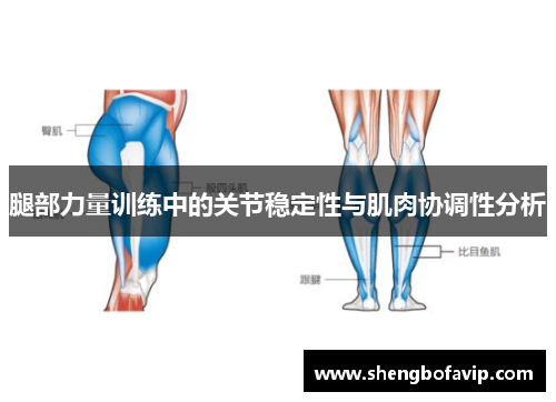 腿部力量训练中的关节稳定性与肌肉协调性分析